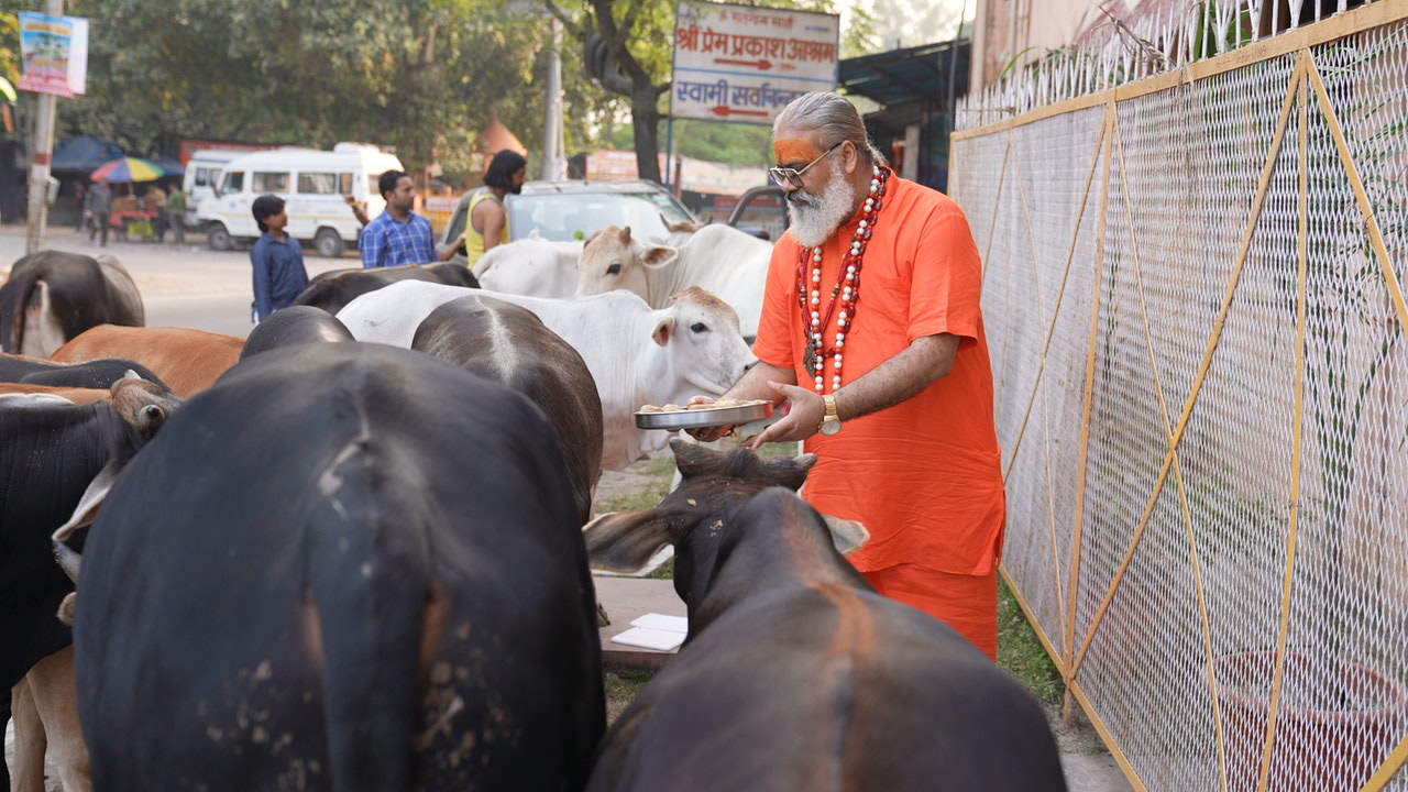 Baba Ji feeding cows